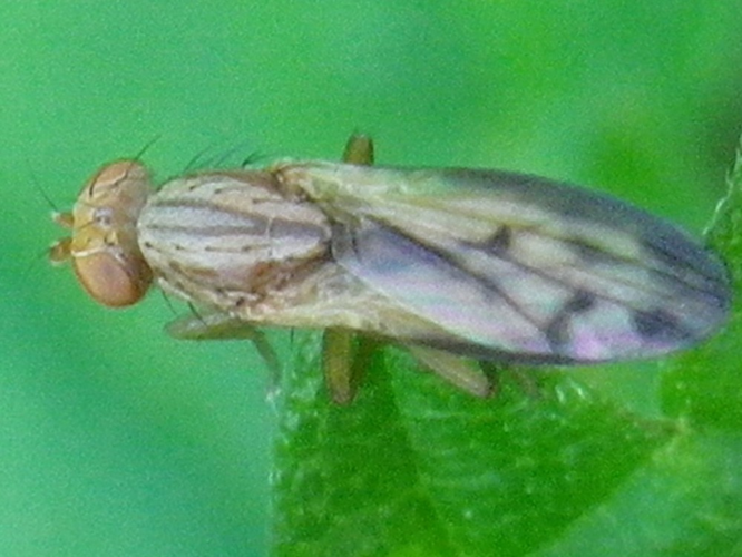 Opomyza petrei &copy; HALLART Guénael