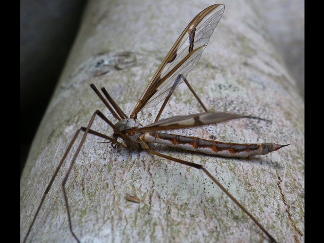 Pedicia rivosa &copy; HALLART Guénael