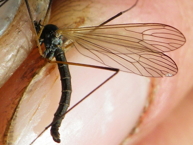 Tricyphona immaculata &copy; HALLART Guénael