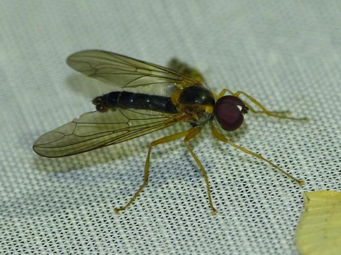 Nephrocerus scutellatus &copy; BARBIER Simon