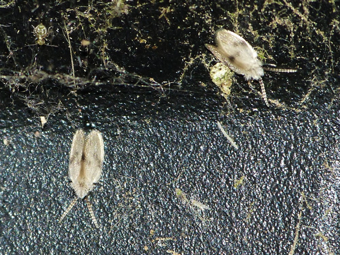 Psychoda surcoufi &copy; BARBIER Simon