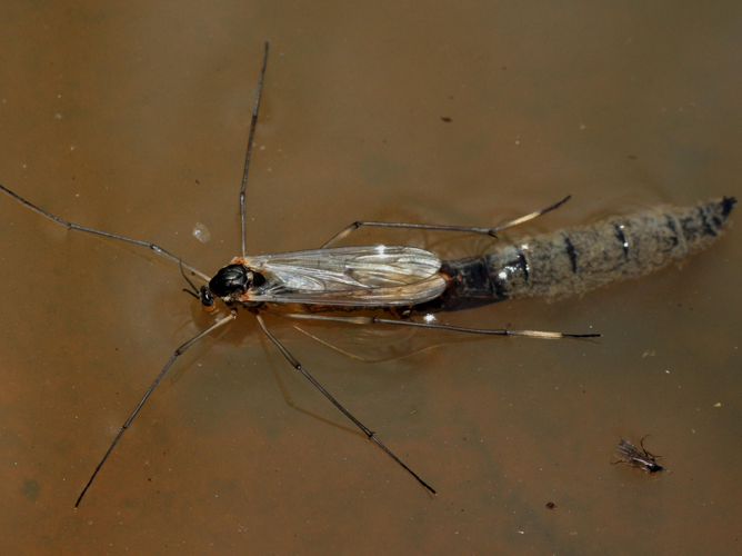 Ptychoptera albimana &copy; LETHEVE Xavier