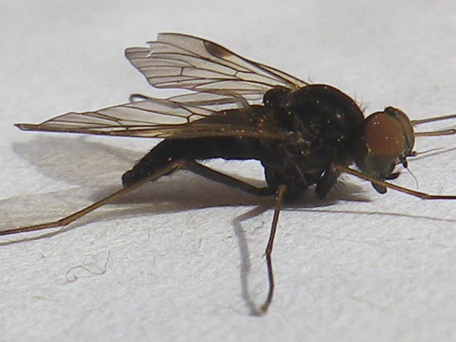 Chrysopilus cristatus &copy; HALLART Guénael