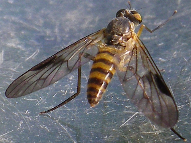 Chrysopilus nubecula &copy; HALLART Guénael