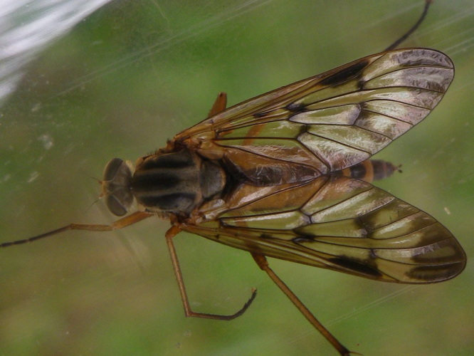 Rhagio scolopaceus &copy; HALLART Guénael