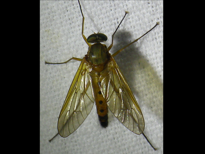 Rhagio tringarius &copy; HALLART Guénael