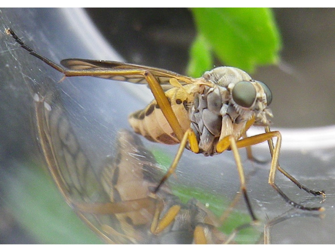 Rhagio vitripennis &copy; HALLART Guénael
