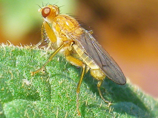 Norellisoma spinimanum &copy; HALLART Guénael