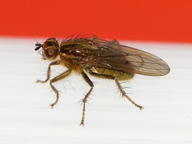 Scathophaga stercoraria &copy; BARBIER Simon