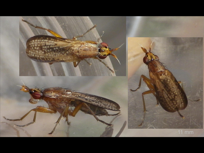 Euthycera fumigata &copy; HALLART Guénael