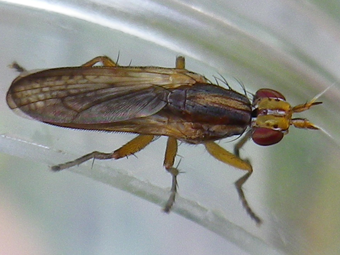 Limnia unguicornis &copy; HALLART Guénael