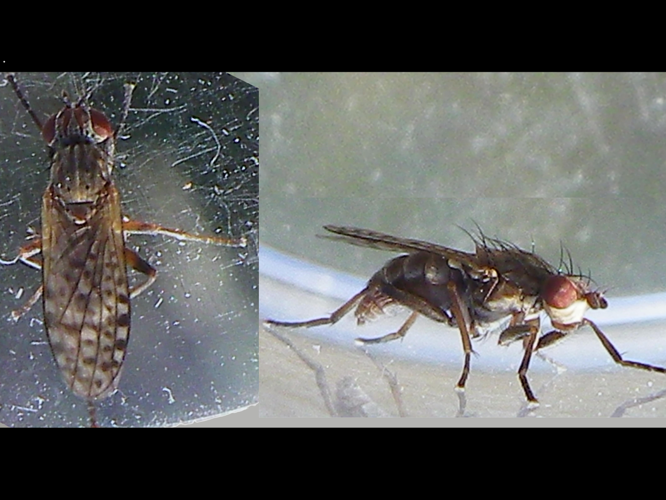 Pherbellia schoenherri &copy; HALLART Guénael