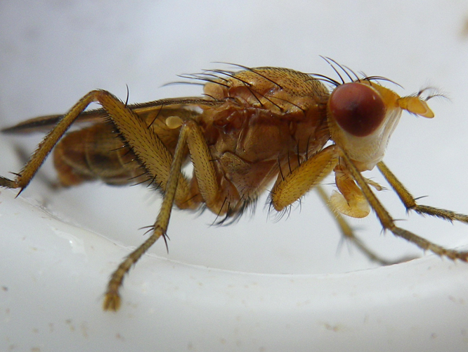 Tetanocera elata &copy; HALLART Guénael