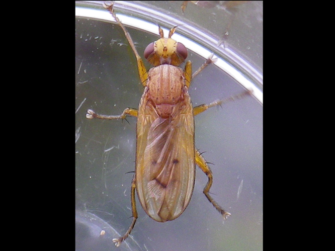 Tetanocera ferruginea &copy; HALLART Guénael