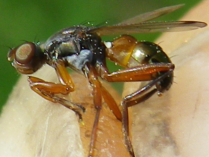 Sepsis punctum &copy; HALLART Guénael