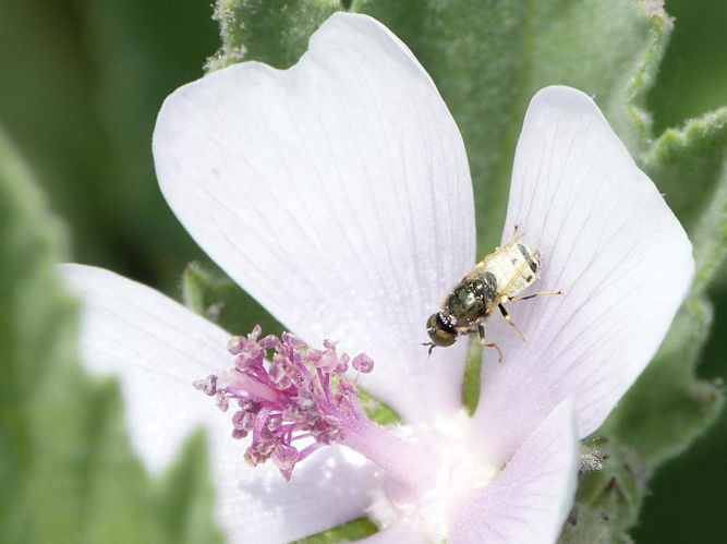 Nemotelus uliginosus &copy; BARBIER Simon