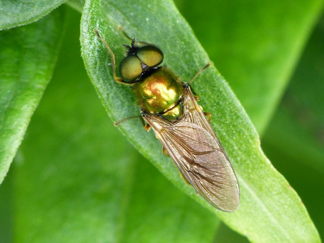 Chloromyia formosa &copy; BARBIER Simon