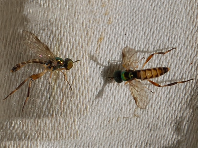 Chorisops tibialis &copy; VANSTEENE Nicolas