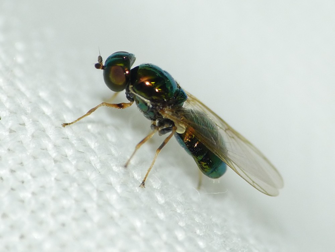 Microchrysa flavicornis &copy; BARBIER Simon