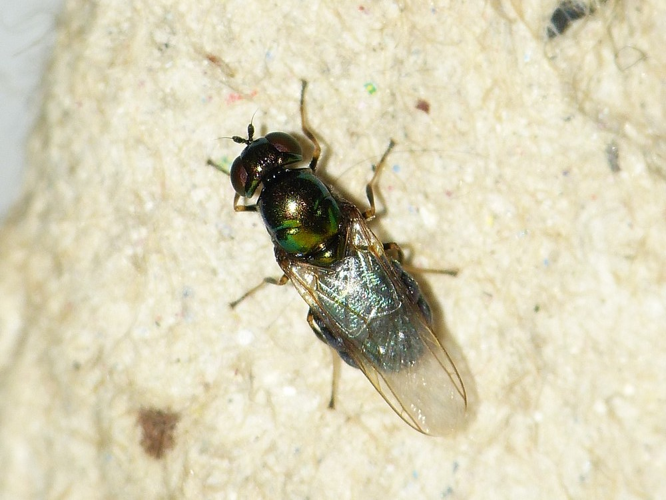 Microchrysa polita &copy; BARBIER Simon
