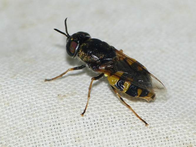 Odontomyia annulata &copy; BARBIER Simon