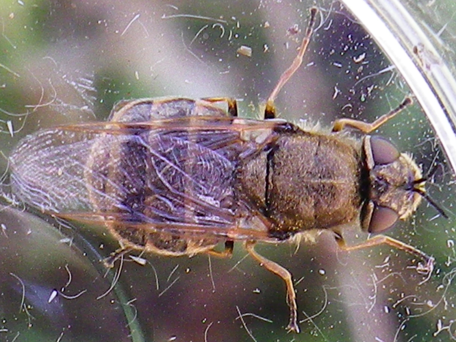 Odontomyia argentata &copy; HALLART Guénael