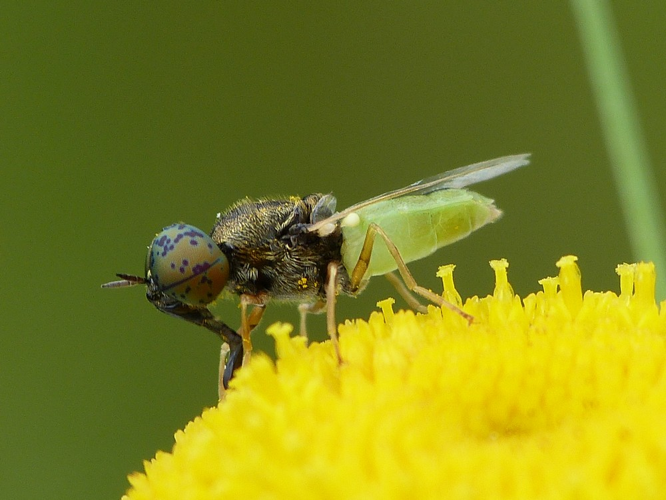 Oplodontha viridula &copy; BARBIER Simon