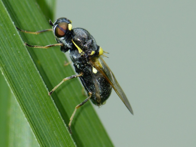 Oxycera leonina &copy; BARBIER Simon
