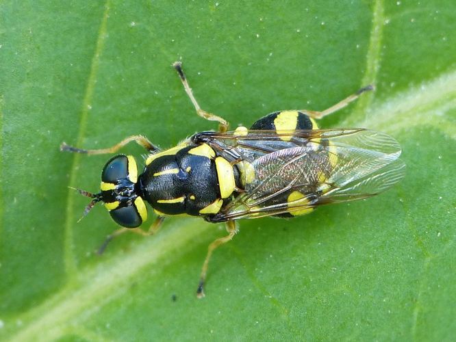 Oxycera rara &copy; BARBIER Simon