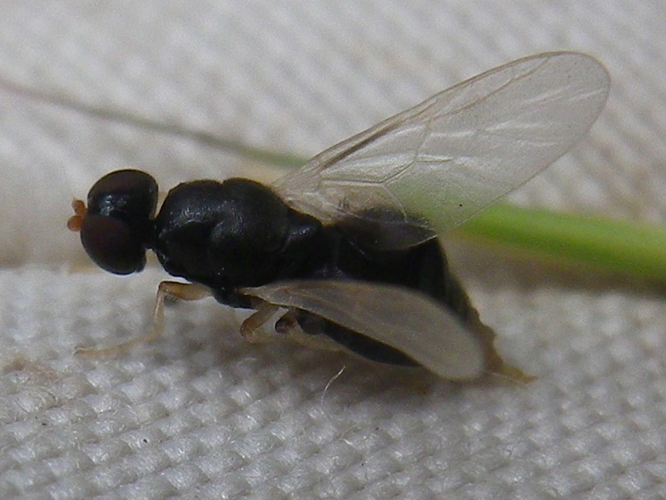 Pachygaster leachii &copy; HALLART Guénael