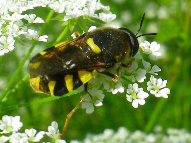 Stratiomys chamaeleon &copy; HALLART Guénael