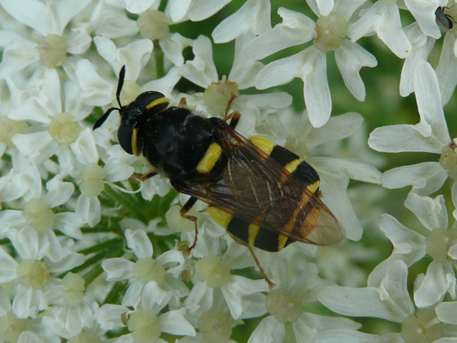 Stratiomys potamida &copy; MAILLIER Sébastien