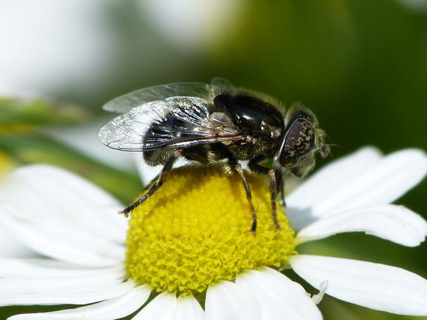 Eristalinus sepulchralis &copy; BARBIER Simon