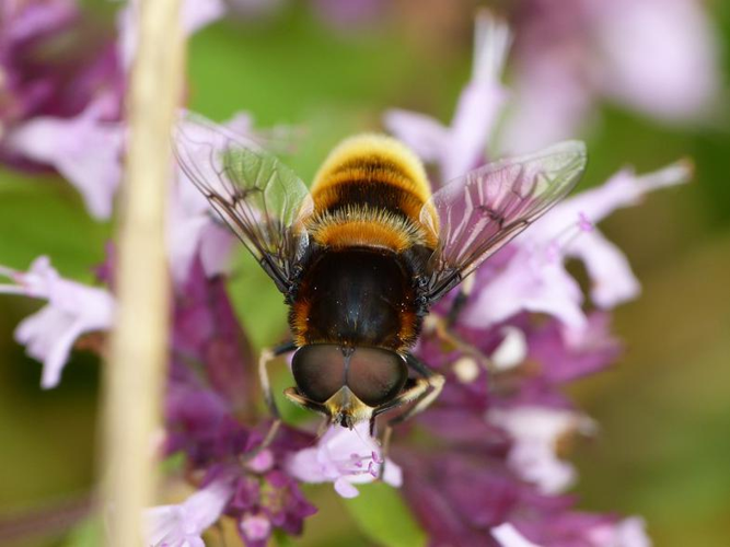 Eristalis intricaria &copy; BARBIER Simon