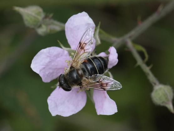 Eristalis picea &copy; TOP Damien
