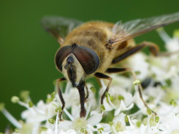 Eristalis tenax &copy; BARBIER Simon