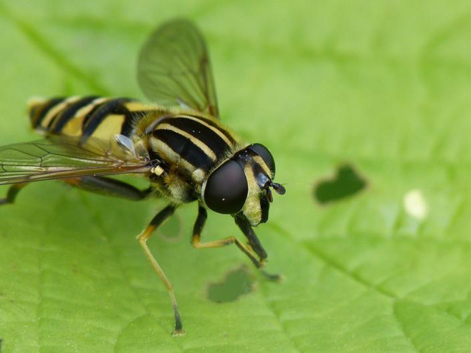 Helophilus pendulus &copy; BARBIER Simon