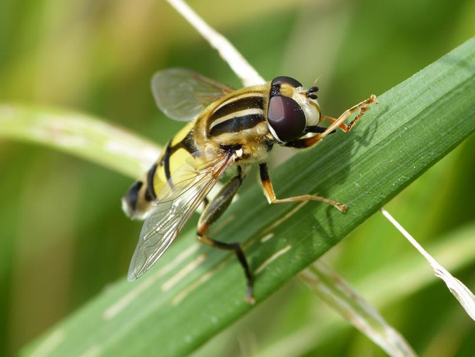 Helophilus trivittatus &copy; BARBIER Simon