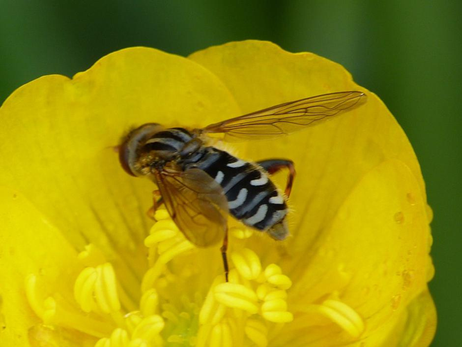 Anasimyia interpuncta &copy; BARBIER Simon