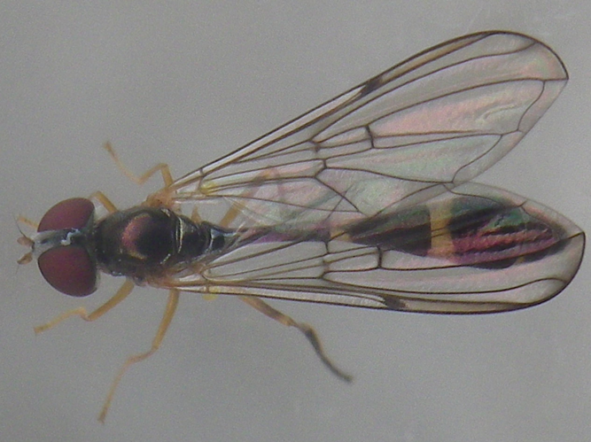 Baccha elongata &copy; HALLART Guénael