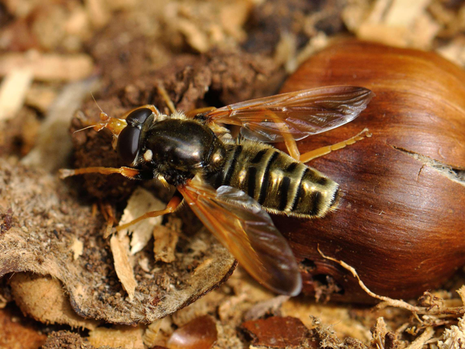 Caliprobola speciosa &copy; HERCENT Jean-Luc