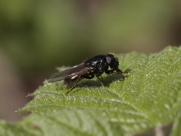 Cheilosia albitarsis &copy; TOP Damien