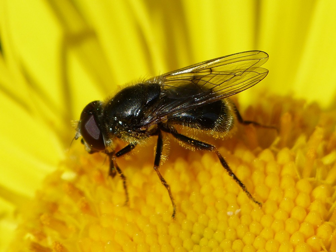Cheilosia caerulescens &copy; BARBIER Simon