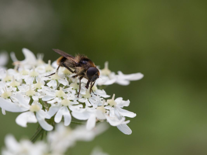 Cheilosia illustrata &copy; TONDELLIER Bruno