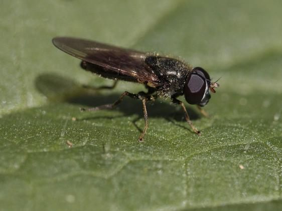 Cheilosia pagana &copy; TOP Damien