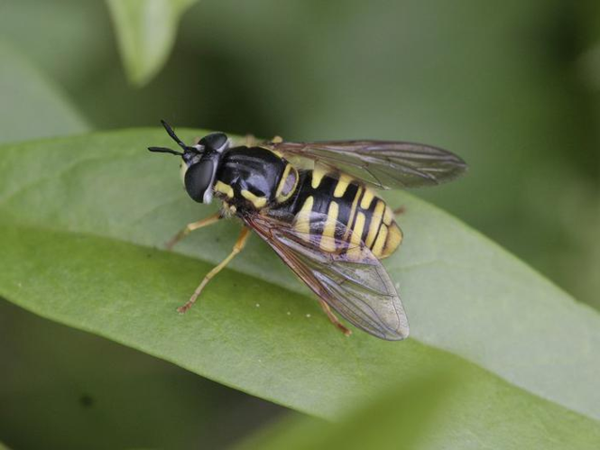 Chrysotoxum cautum &copy; TOP Damien