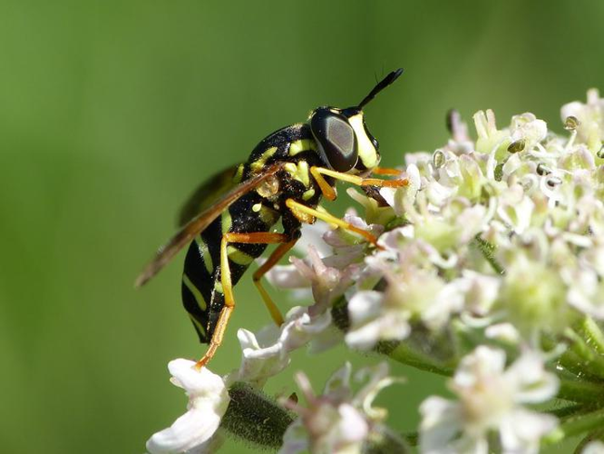 Chrysotoxum festivum &copy; BARBIER Simon