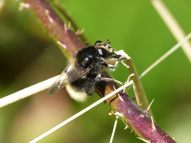 Criorhina ranunculi &copy; BARBIER Simon
