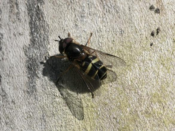 Dasysyrphus tricinctus &copy; TOP Damien