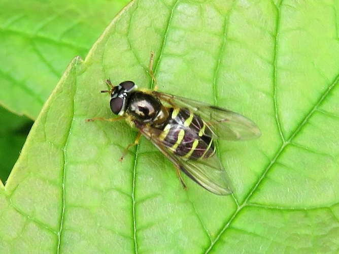 Dasysyrphus venustus &copy; MAILLIER Sébastien